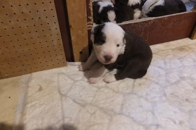 Hnědobílý pejsek BOC